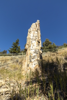 Petrified Redwood Yellowstone 2024